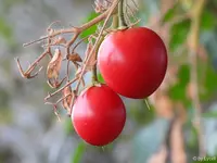 c004.webp