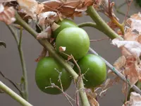 c005.jpg