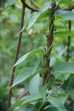 Cynanchum vincetoxicum.webp