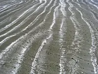 Lines (4).webp