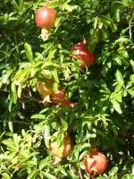 P1100882Zwerggranatapfel.webp