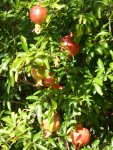 P1100882Zwerggranatapfel.jpg
