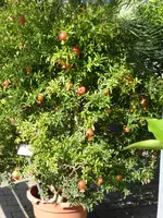 P1100881Zwerggranatapfel.jpg