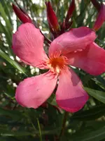 P1100879Oleander.webp