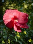 P1100863Staudenhibiskus.jpg