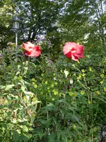 P1100862Staudenhibiskus.jpg