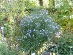 P1100861Herbstaster.jpg