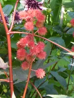 P1100899Rhizinus.webp