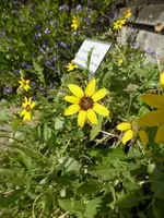 P1100892gelbe Schokoladenblume.webp