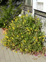 P1100890gelbe Schokoladenblume.jpg