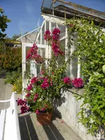 P1100887Bougainvillea.webp