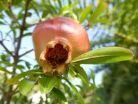 P1100886Zwerggranatapfel.webp