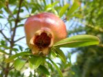 P1100886Zwerggranatapfel.jpg