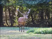 c008.webp
