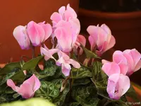 c010.webp