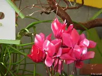c011.jpg