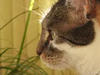 c015.webp