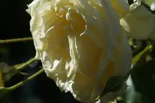 DSC07059.webp