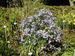 P1100915Herbstaster.JPG