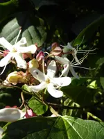 P1100924japanischer Losbaum.webp