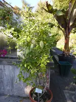 P1100927Folterpflanze.webp