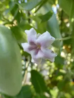 P1100928Folterpflanze.webp
