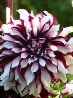 P1100932Dahlie.webp