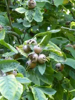 P1100933Mispel.webp
