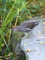 P1100935Grünfüßiges Teichhuhn.webp