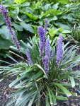 P1100939Liriope.JPG