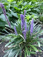 P1100939Liriope.webp