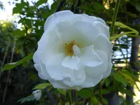 P1100941Schneewittchen.webp