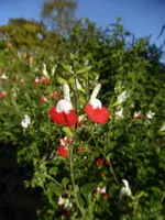 P1100947Salbei.webp