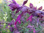 P1100948Salbei.JPG