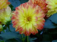 P1100957Dahlie.webp