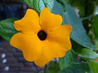 P1100962orange Susanne.webp