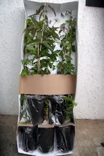 IMGP3041.webp
