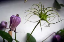 IMGP3044.webp