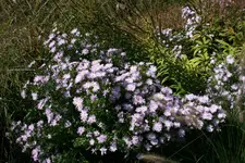 003.webp
