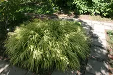 005.webp