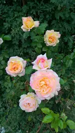WP_20180929_10_54_53_Pro.webp