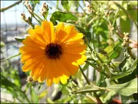 c018.webp