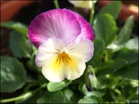c020.webp