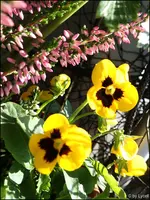 c021.webp