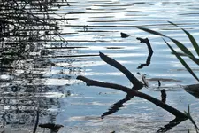 Linien - Vitalis.webp