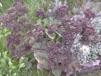 BILD0734.webp