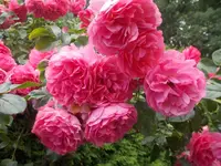 Rosen.webp
