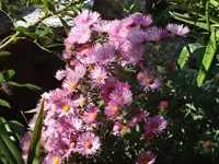 DSC03717.webp