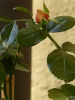 P1040610.webp