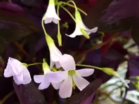 P1040617.webp